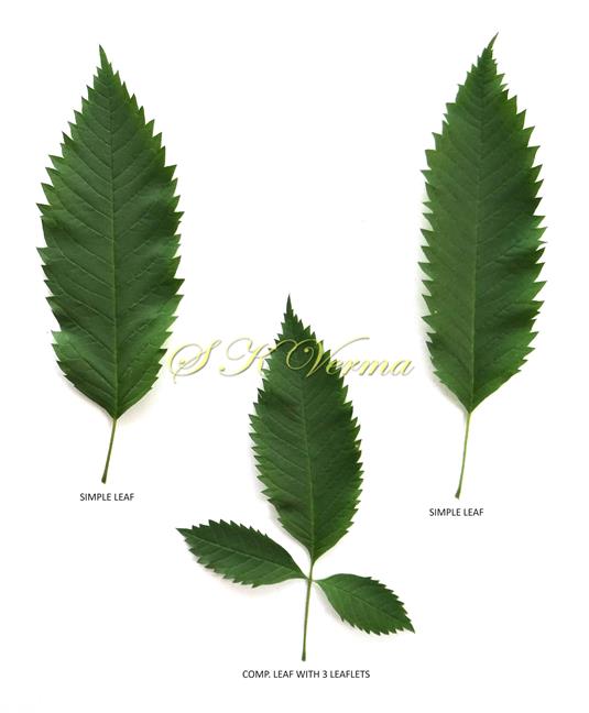  Leaves